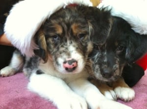 Ranger and Scout puppies Ranger and Scout puppies