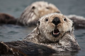 Sea Otter