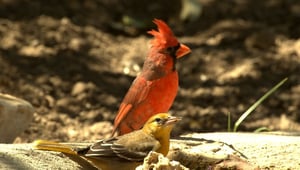 An actual Oriole and Cardinal. Not baseball players.