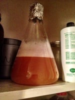 Cantillon Kriek Starter