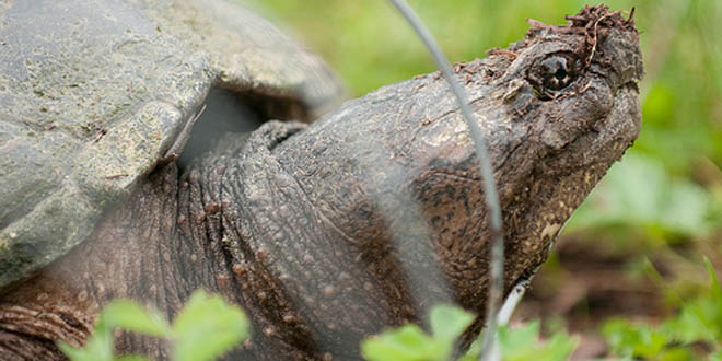 Avery Brewing Co. – Snapping Turtles