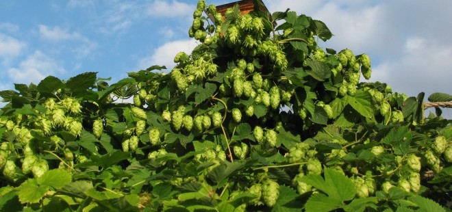 Homebrewing: Make a Hop Statement