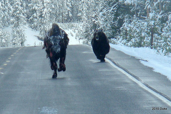 Bear2