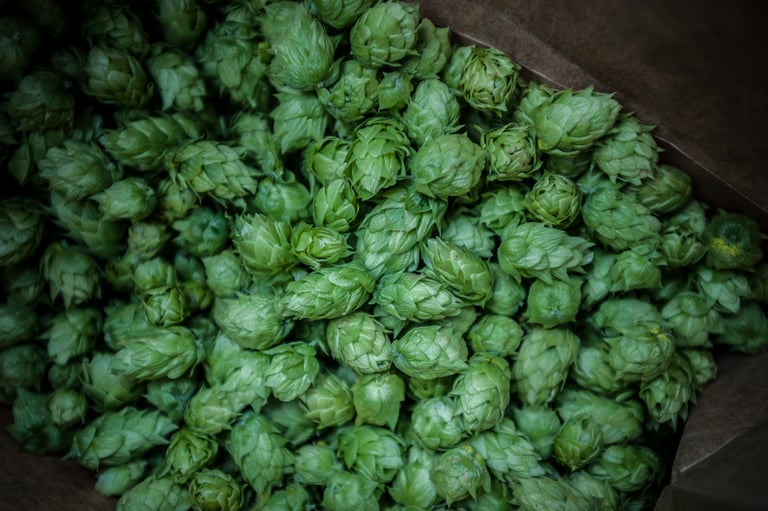 Wet Hop Dream – Fresh Hopped Red IPA