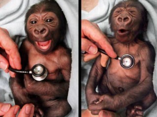gorilla baby