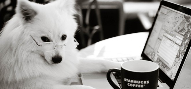 Roundtable Discussion | Favorite Internet Animals