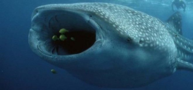 Whales Eating Fish: Duvel Buys Boulevard
