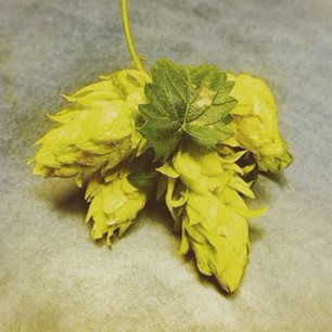 Sierra Nevada Neomexicanus