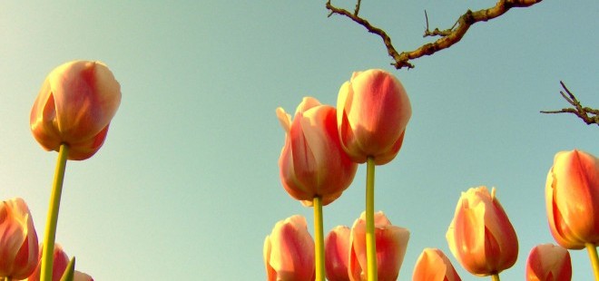 PorchDrinking Playlist | Springy Steps