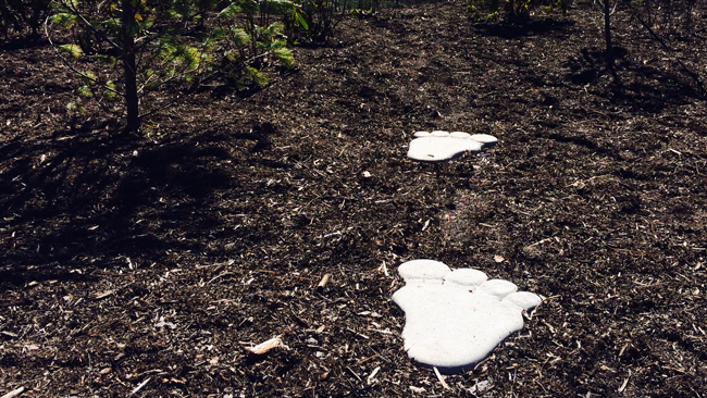 Bigfoot tracks line the trails outside the Sierra Nevada Tasting Room in Mills River, NC.