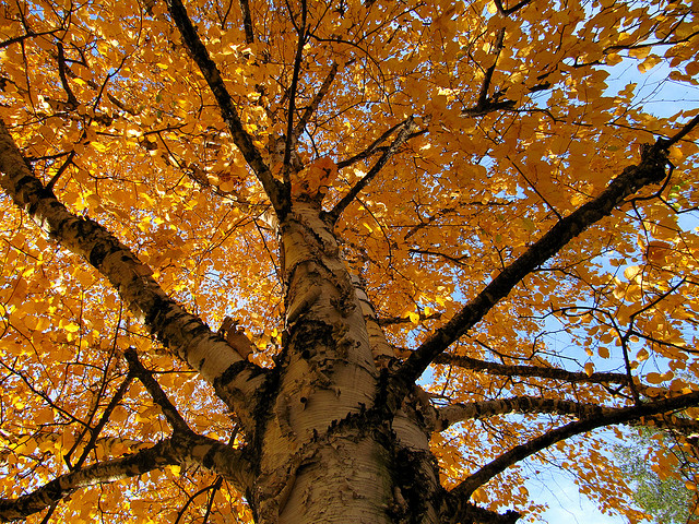Birchwood