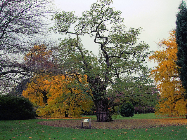 French Acacia