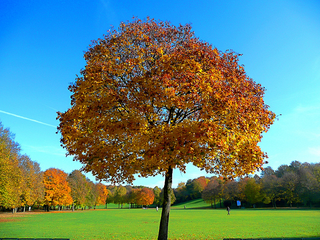 Maple