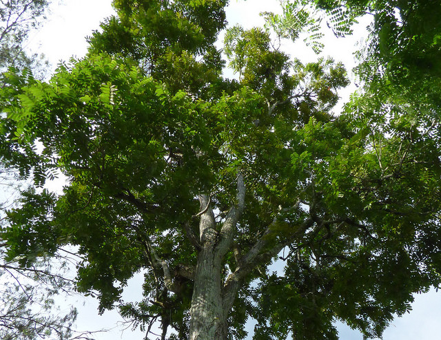 Spanish Cedar
