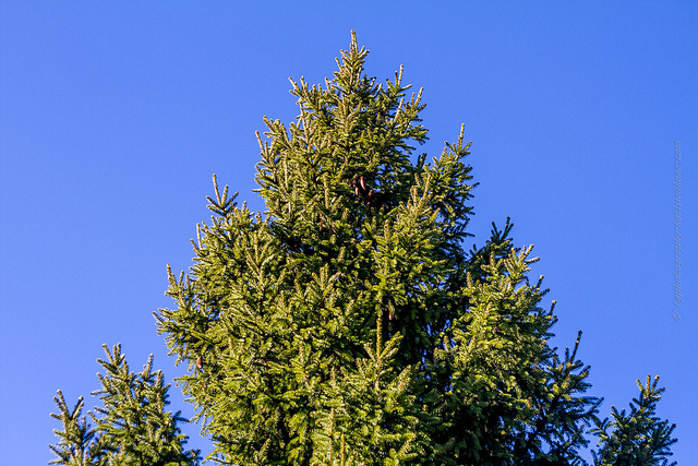 Spruce