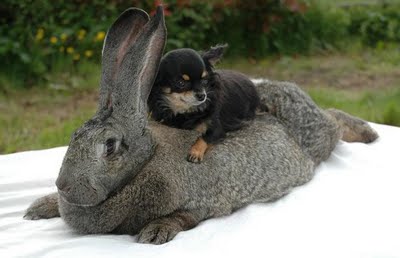 giant rabbit release at grist - dbb - 04-10-2015