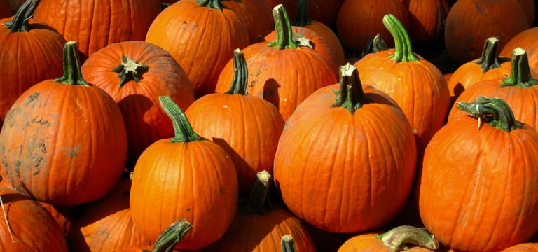 Colorado’s Pumpkin Beer Season Release