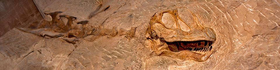 Dinosaur Fossil