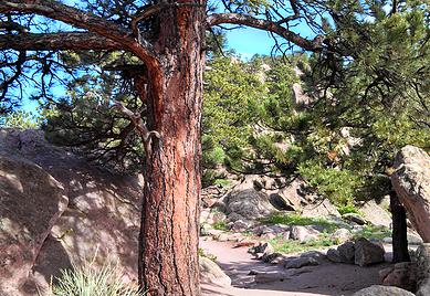 Ponderosa Pine Tree