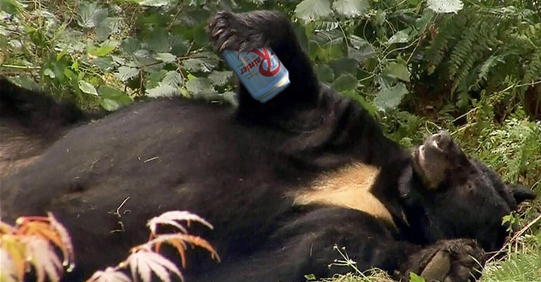 Bear Pounds 36 Cans of Beer, Ignores the Busch