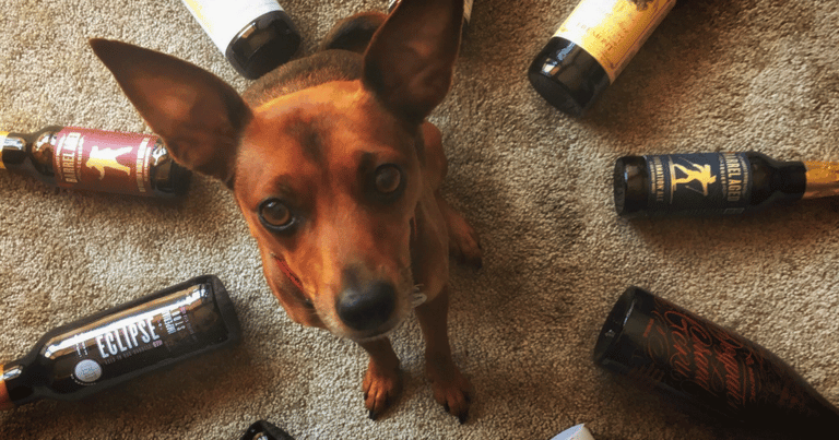 National Dog Day: The Dogs of PorchDrinking