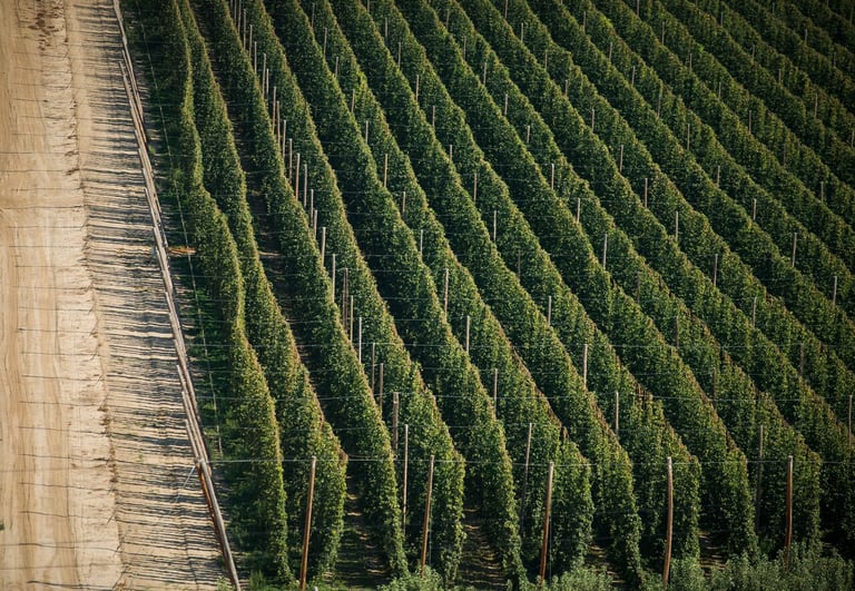 From Bine to Glass: Going Inside This Year’s Yakima Hop Harvest