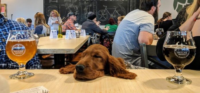 Maxline Brewing Uses Cute Dogs in Ugly Sweaters to Promote Local Mental Health Program