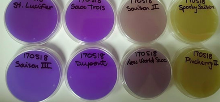 Iz Netto, Yeast Lab Biologist | Interview