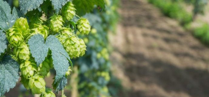 Ask the Experts: Spring Beers They’re Excited About