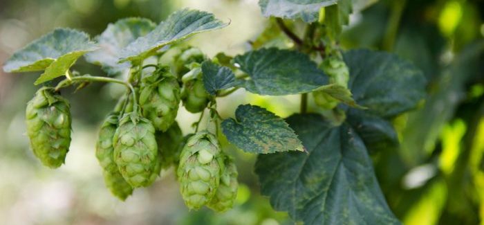 Hop Harvest at The Hop Yard