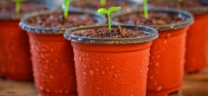 Ultimate 6er | Georgia Beers for Earning Your Green Thumb