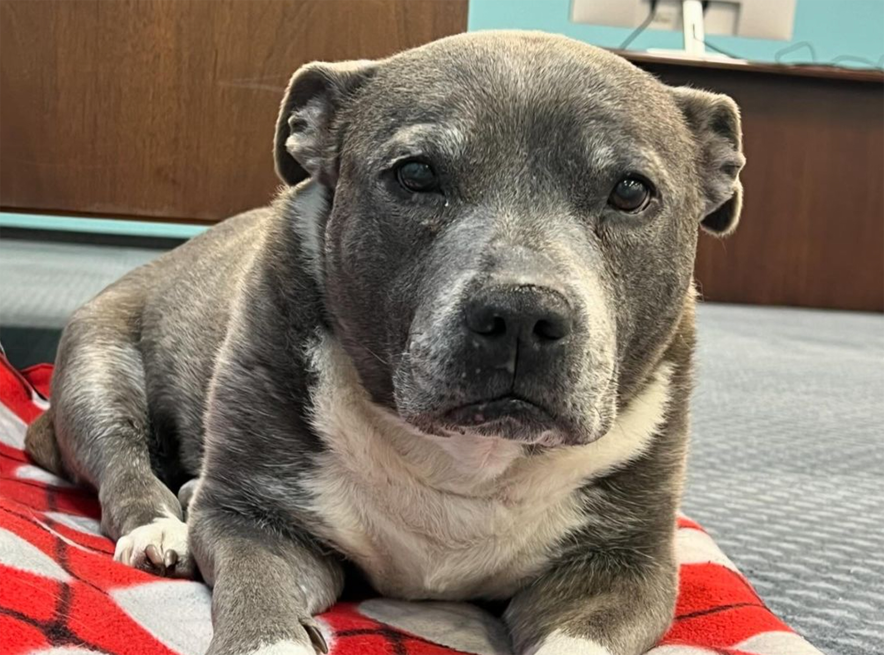 Birthday picture of Lua Brewing's namesake pup