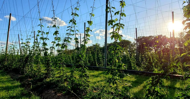 Hop Seasons | What Happens at a Small Hop Farm Throughout the Year