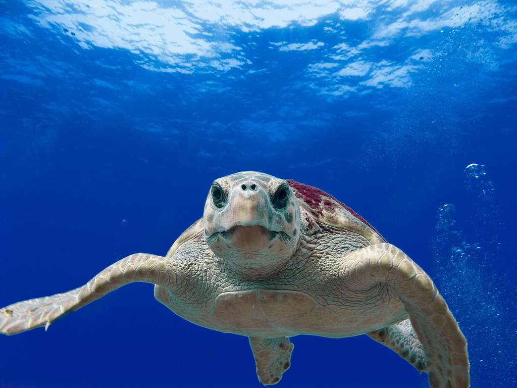 caguama loggerhead sea turtle that inspired the caguama beer bottle name