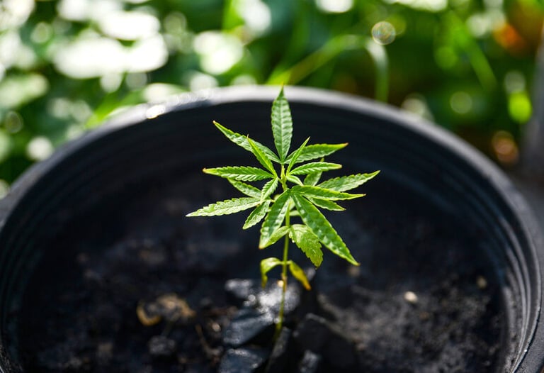 From Brew to Grow: Best Cannabis Seeds for Beginners in 2026