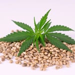 Cannabis Blog