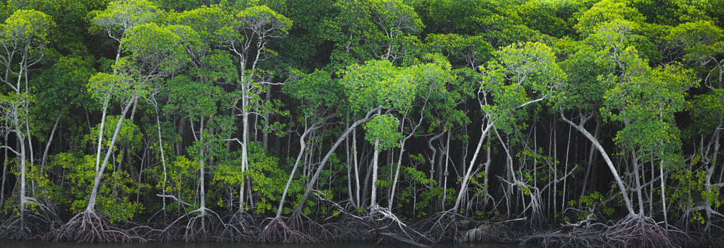 Dense mangrove trees with exposed roots growing along the water’s edge
