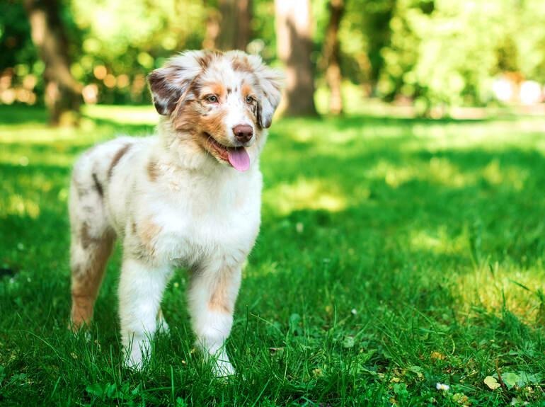 Dog standing in a garden, illustrating seasonal skin allergies in dogs and the role CBD may play in supportive care.